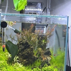 【最終値下げ】生態含む水槽一式（25センチキューブ）