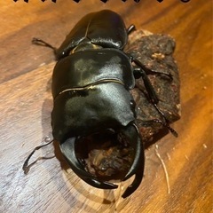 クワガタ・カブトのブリード一緒にしませんか？