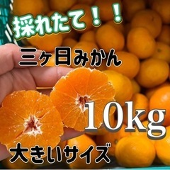 採れたて　三ヶ日青島みかん　10kg