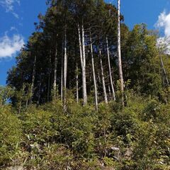 山口発！赤土・黒土・腐葉土は無料！・立木は格安で差し上げます！