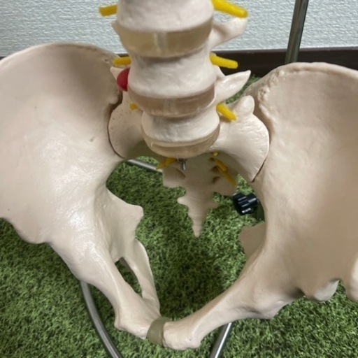 骨模型(骨盤･背骨)