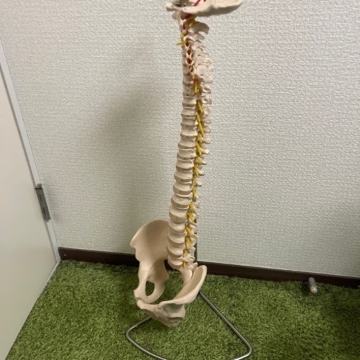 骨模型(骨盤･背骨)