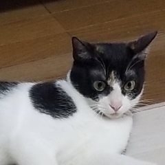 三毛猫のルナちゃん1歳