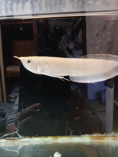 プラチナアルビノシルバーアロワナ熱帯魚