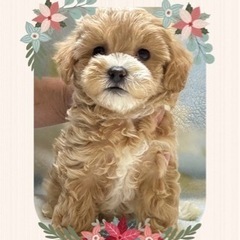 家族が決まりました💕🎍本日までの歳末最終特価🎍極上のマルプーmix犬💕