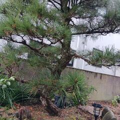 松　お庭用