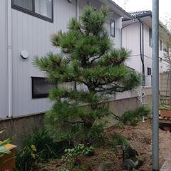 松　お庭用