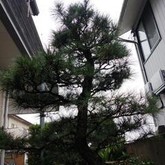 松　お庭用
