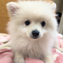 ポメラニアン子犬　里親さん募集中