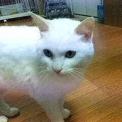 保護猫 白猫 正式譲渡決定しました