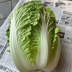 白菜・かぶ・水菜
