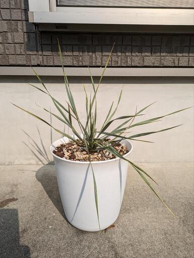 ユッカロストラータ35苗鉢のまま発送