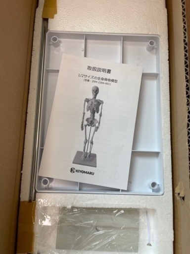 人体模型(1/2サイズの全身骨格模型)