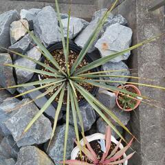 ブルーユッカ　リギダ　8号　リギダ