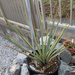 ブルーユッカ　リギダ　8号　リギダ