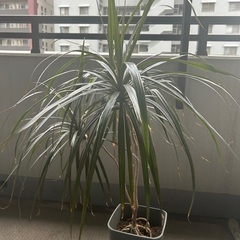 観葉植物　ドラセナ　室内でも育てやすい