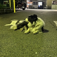 大阪府摂津市 迷い犬