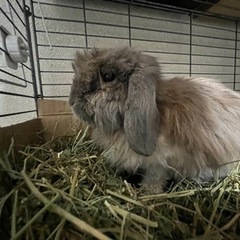 愛媛県内でうさぎさんを飼育していらっしゃる飼い主様に依頼があります。