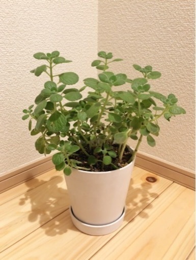 観葉植物　アロマティカス　30cm　おしゃれな4号の鉢と受け皿付き