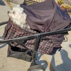 ペットパラダイス Field Glide 王冠ロックスマートR3ペットバギー