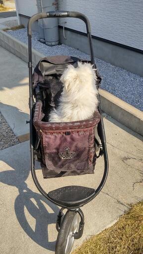 ペットパラダイス Field Glide 王冠ロックスマートR3ペットバギー