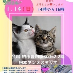 子猫の里親さま募集 − 千葉県