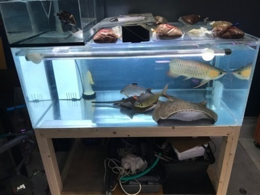 お譲り先決定‼️‼️ 1500水槽　大型水槽　熱帯魚　水槽用品　水槽機材