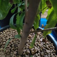 ミラクルフルーツ