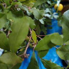 ミラクルフルーツ