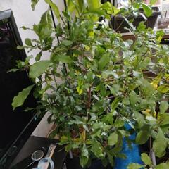 ミラクルフルーツ