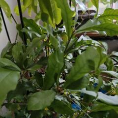 ミラクルフルーツ