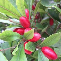 ミラクルフルーツ