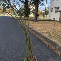 トゲなしノバラ　接木用