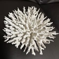 白珊瑚 置物 インテリア アクアリウム 水槽