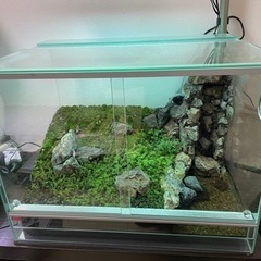 苔テラリウム・水槽】60×45×45 現況のままお渡し 水槽