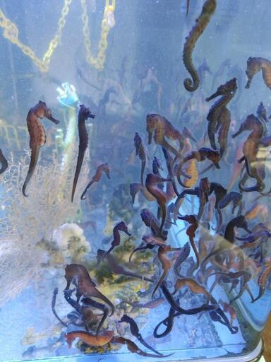 タツノオトシゴ(クロウミウマ？)海水魚,ｱｸｱﾘｳﾑ,生体