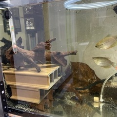 キンペコ　キングロイヤルペコルティア　熱帯魚