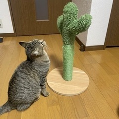 猫 爪とぎ サボテン