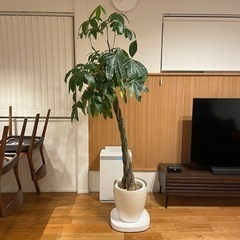 観葉植物　パキラ