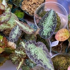 【熱帯植物】銀河系ベゴニア Begonia variabilis