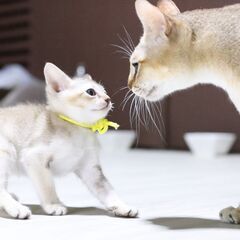 希少猫種の猫提供・物件提供 姫路駅南側、駅から徒歩7分の小さな一...