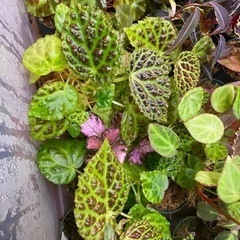 【熱帯植物】Begonia sp. "kapuas hulu" ...