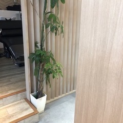 観葉植物