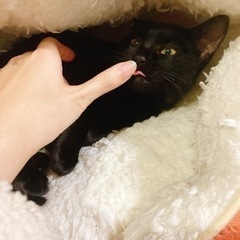 黒猫キキちゃん保護猫ちゃんです。