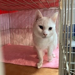 白猫♂エイズキャリア🍎約1歳