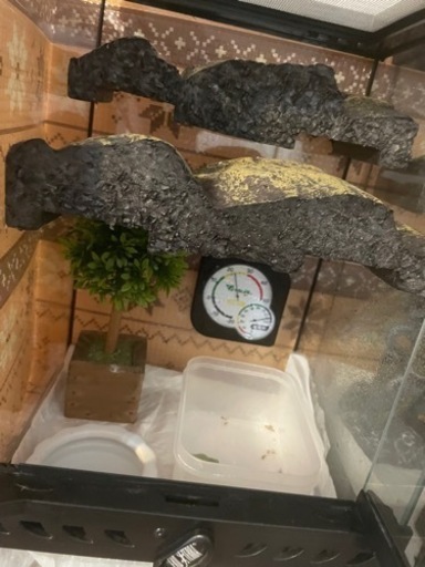 カエル飼育セット