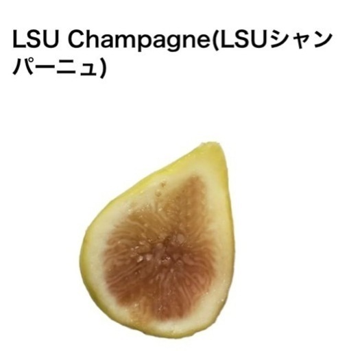 ハイブリッド種イチジク《LSUシャンパーニュ 》鉢植え (まーちゃん) 京都のその他の中古あげます・譲ります｜ジモティーで不用品の処分