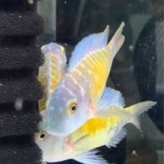 アフリカンシクリッド WILDトロフェウスイエローブルー7-8㎝ アフリカンシクリッド WILDトロフェウスイエローブルー7-8㎝