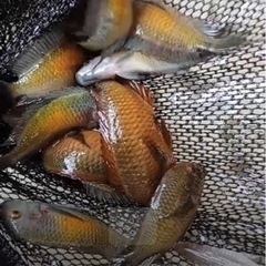 アフリカンシクリッド WILDトロフェウスイエローブルー7-8㎝