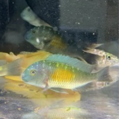 アフリカンシクリッド WILDトロフェウスイエローグリーン8-10㎝